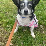 Pies do adopcji, Zgierz, 11 grudnia 2025