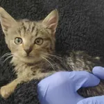 Kocurek poz. 25/906/K