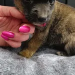 Pies do adopcji, Racławice, 12 grudnia 2025