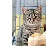 Kot do adopcji, Wrocław, 2 grudnia 2025