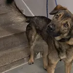 Znaleziono psa, Toruń, 10 grudnia 2025