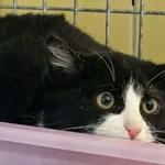 Kot do adopcji, Wrocław, 30 listopada 2025