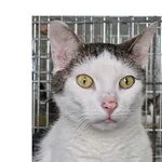 Kot do adopcji, Wrocław, 27 listopada 2025