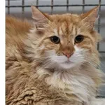 Kot do adopcji, Wrocław, 29 listopada 2025