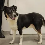 Znaleziono psa, Toruń, 11 grudnia 2025