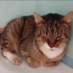 Znaleziono kota, Grudziądz, 12 grudnia 2025