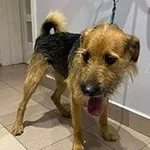 Znaleziono psa, Siedlce, 11 grudnia 2025