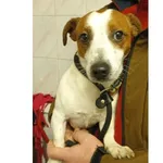 Znaleziono psa, Białystok, 13 grudnia 2025