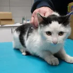 Znaleziono kota, Szczecin, 12 grudnia 2025