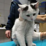 Znaleziono kota, Szczecin, 12 grudnia 2025