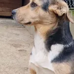 Pies do adopcji, Milanówek, 26 grudnia 2025