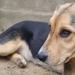 Pies do adopcji, Milanówek, 4 stycznia 2026