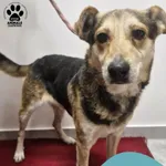 Znaleziono psa, Gdynia, 9 grudnia 2025