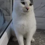 Kot do adopcji, Grudziądz, 14 listopada 2025