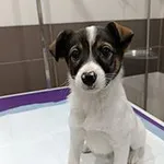 Znaleziono psa, Siedlce, 12 grudnia 2025