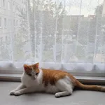 Zaginął kot, Łódź, 12 grudnia 2025