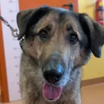 Znaleziono psa, Skałowo, 12 grudnia 2025