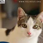 Kot do adopcji, Rzeszów, 13 grudnia 2025