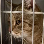 Znaleziono kota, Bydgoszcz, 10 grudnia 2025