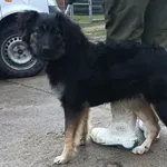 Znaleziono psa, Pieckowo, 10 grudnia 2025