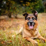 Oddam psa, Płock, 14 grudnia 2025