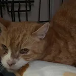 Znaleziono kota, Bydgoszcz, 4 grudnia 2025