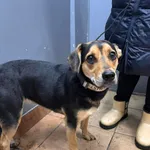 Znaleziono psa, Sosnowiec, 7 grudnia 2025