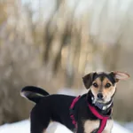 Znaleziono psa, Sosnowiec, 7 grudnia 2025