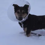 Pies do adopcji, Zgierz, 22 listopada 2025