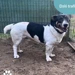 Znaleziono psa, Dąbrówka, 6 grudnia 2025