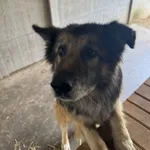 Oddam psa, Częstochowa, 14 grudnia 2025