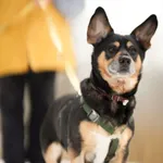 Znaleziono psa, Sosnowiec, 11 grudnia 2025