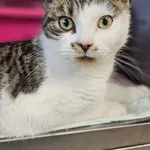 Znaleziono kota, Szczecin, 3 grudnia 2025