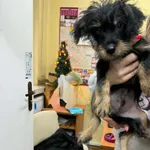 Znaleziono psa, Sosnowiec, 4 grudnia 2025