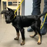 Znaleziono psa, Bydgoszcz, 12 grudnia 2025