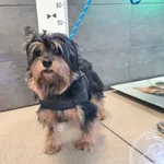 Znaleziono psa, Chełmek, 13 grudnia 2025