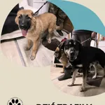 Znaleziono psa, Dąbrówka, 9 grudnia 2025