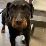 Znaleziono psa, Bydgoszcz, 7 grudnia 2025