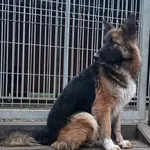 Znaleziono psa, Pieckowo, 5 grudnia 2025