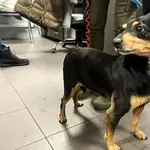 Znaleziono psa, Bydgoszcz, 4 grudnia 2025