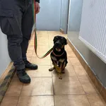 Znaleziono psa, Sosnowiec, 4 grudnia 2025