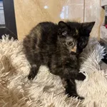 Kot do adopcji, Korabiewice, 14 grudnia 2025