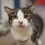 Oddam kota, Toruń, 15 grudnia 2025