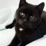 Oddam kota, Olsztyn, 15 grudnia 2025