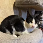 Kot do adopcji, Korabiewice, 14 grudnia 2025