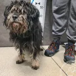 Znaleziono psa, Chełmek, 13 grudnia 2025