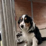 Pies do adopcji, Kraków, 30 listopada 2025