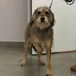 Znaleziono psa, Toruń, 13 grudnia 2025