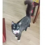 Zaginął kot, Bogatynia, 15 grudnia 2025