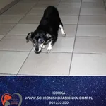 Pies do adopcji, Dębniak, 13 grudnia 2025